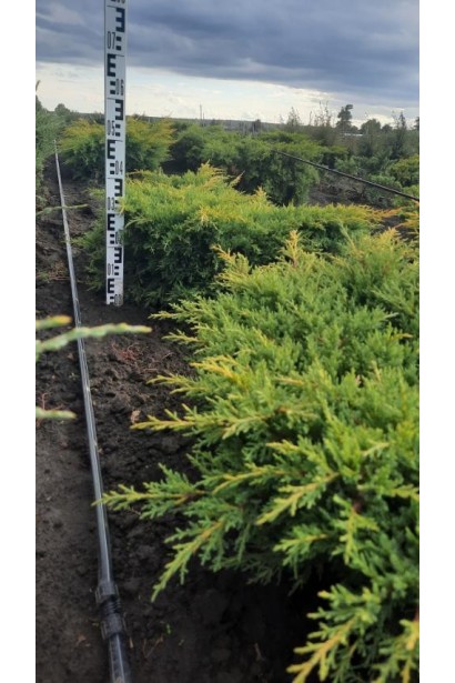 Можжевельник средний / пфитцериана Голд Стар - ком45кг/вис.40-50см/Ø80-100см